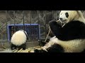 熊猫宝宝当着妈妈的面越狱，下一秒憋住别笑，镜头记录全过程