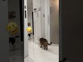 洗濯機の中から小鉄さーん🤣真似したい🌰栗まんじゅう🌰