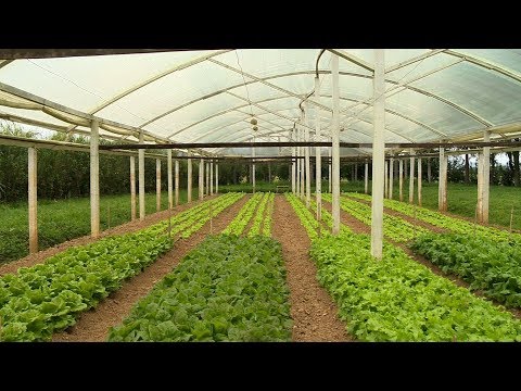 Vídeo: Cultivo De Vegetais Em Estufa