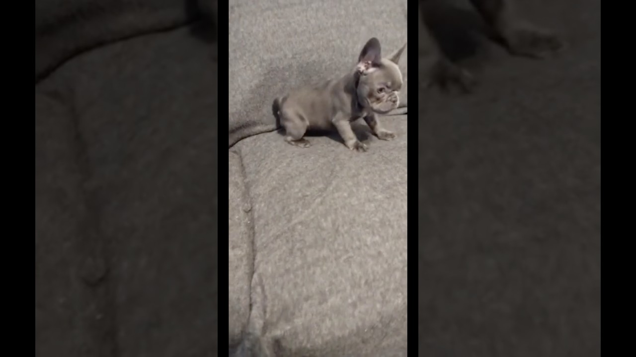 Old video of bonbon when we was baby frenchie ❤️shes upset after getting a bath 😂