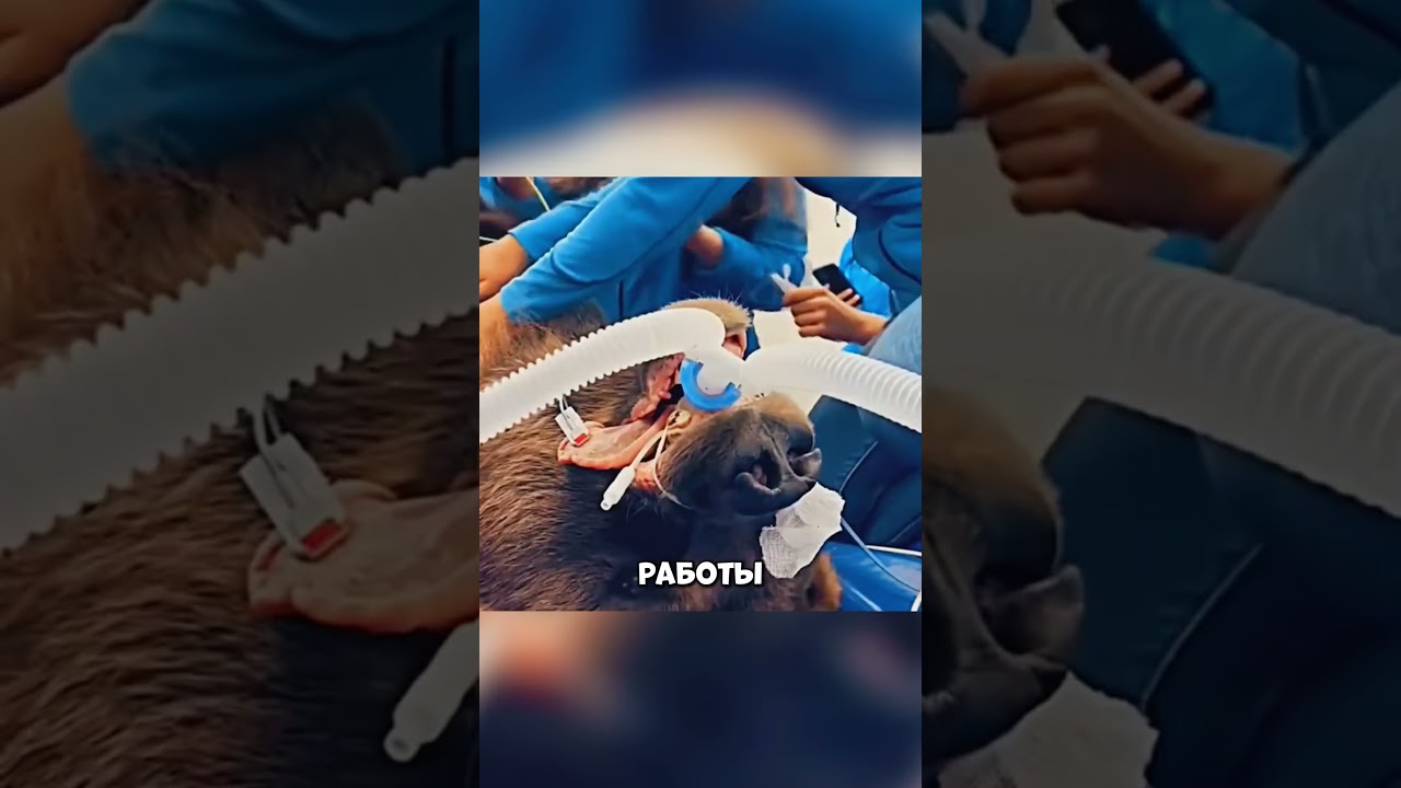 Во что может обернуться встреча с медведем? 🤯