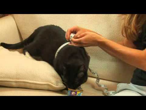 How to Measure a Cat for a Harness