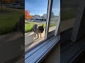 Cat is hesitant to cross automatic sliding door #catvideos #catshorts