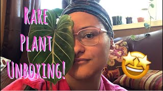Gabriella Plants PLUS Rare Plant Unboxing!