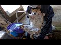 続々・これがスタンダードだと思ってたのに少数派どころか特殊すぎた犬のオフロの入れ方