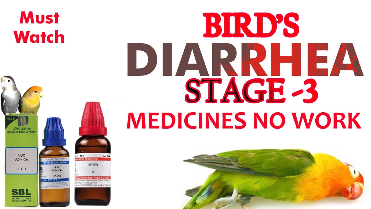 Our Birds Diarrhea Stage 3 Solution And Proper Medicines Dose For Birds