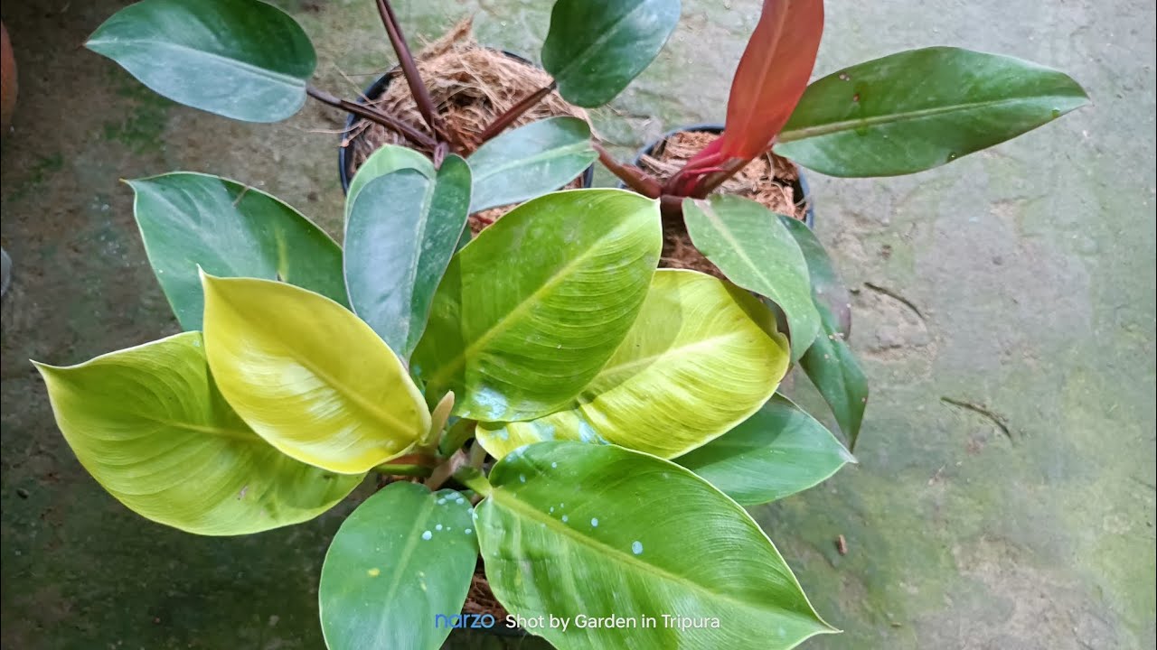 Philodendron moonlight, Red, Black || Garden in Tripura || Beautiful philodendron....