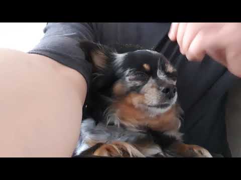 Video: Musta Ja Ruskea Coonhound-koirarotu, Allergiatestattu, Terveys- Ja Elinikäinen
