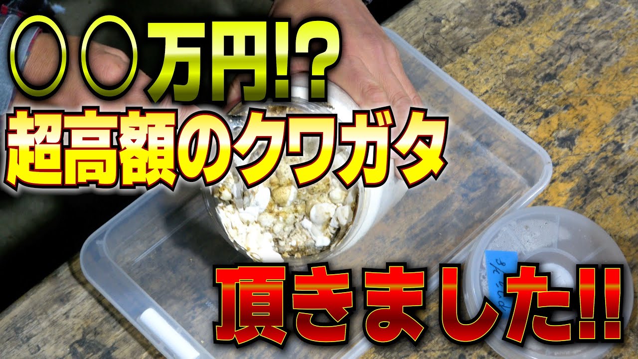 最高額のクワガタをいただきました!!