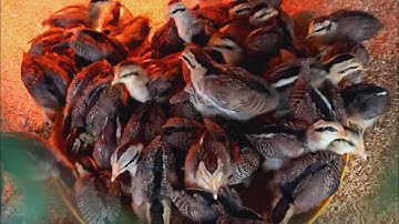 Gà Rừng Con 18 Ngày Tuổi Sống 100% Đủ Quân Số