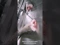 Video of Meat Bone Saw Cutting Machine