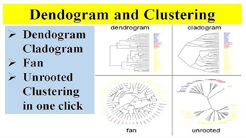 Hierarchical clustering Dendogram Cladogram Fan rooted radial graphs in one click