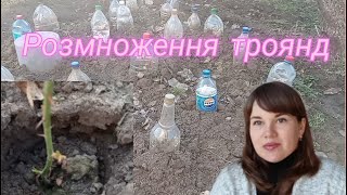 ТРОЯНДИ ПІД ПЛЯШКОЮ.Як перезимували троянди чи прижилися!?