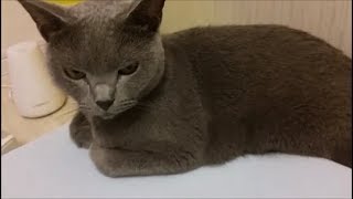 気付いたら猫３匹の三角形の陣形の中心に僕がいた