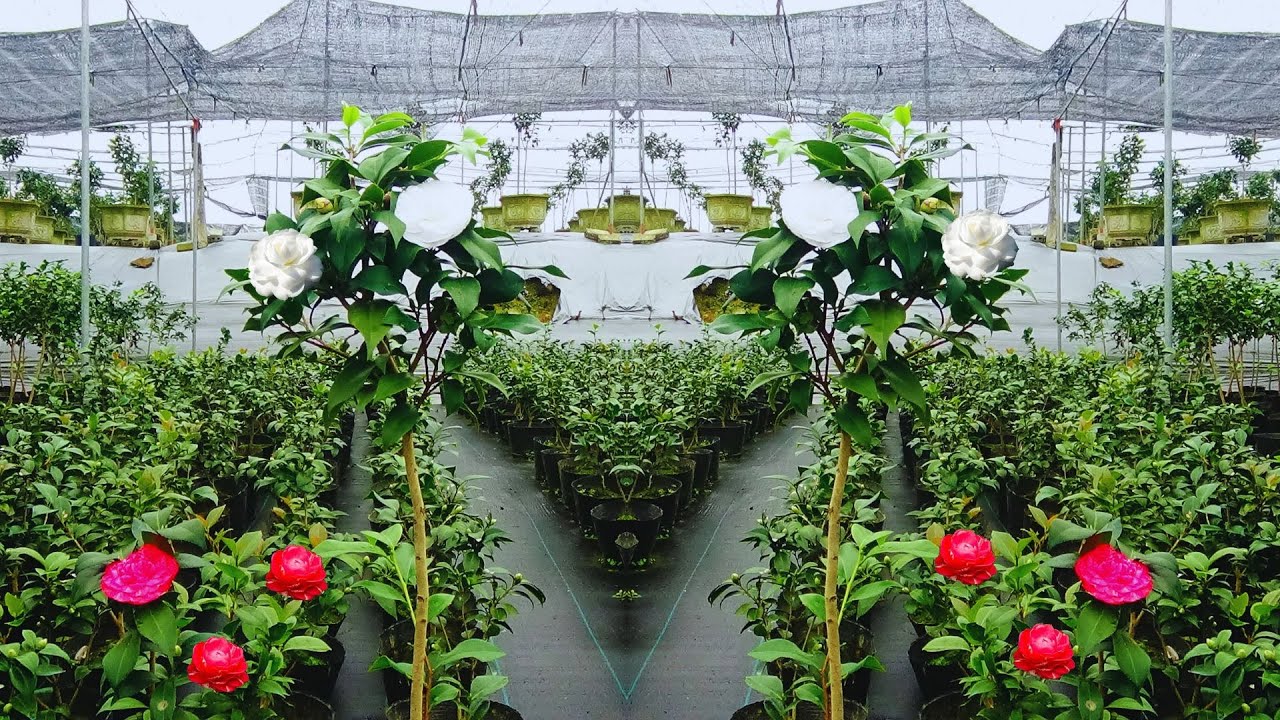 NHỮNG BÔNG TRÀ MY CỔ ĐẦU TIÊN ĐÃ NỞ 2026 || VUONKIMCHI 0988015061