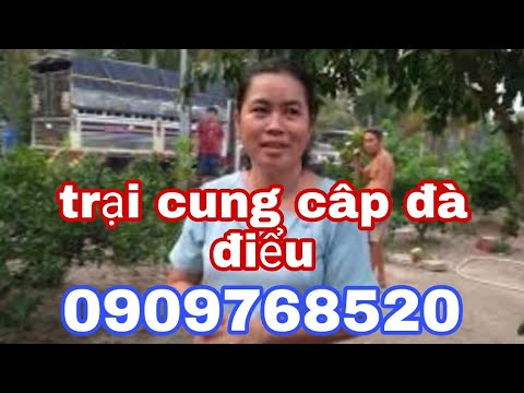 Video trại cung cấp giống đà điểu và gà tây với nuôi dê sinh... - youtube