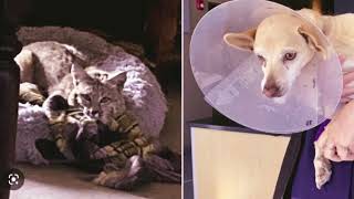 Arizona bobcat in dog bed | Bobcat takes nap in pet’s bed, dog injured