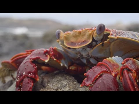 Videó: Erős rákok: Land Hermit Crab fajok
