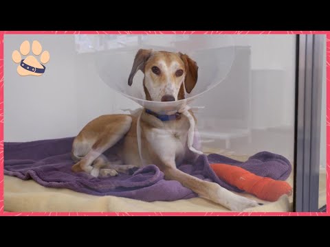 Heartwarming Christmas Dog Rescues - Miracles, Vet Care & Happy Endings