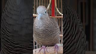 Download Lagu The turtledove's voice is very special, 100% automatic #shorts MP3