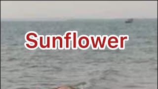 Sunflower (lyrics) HR