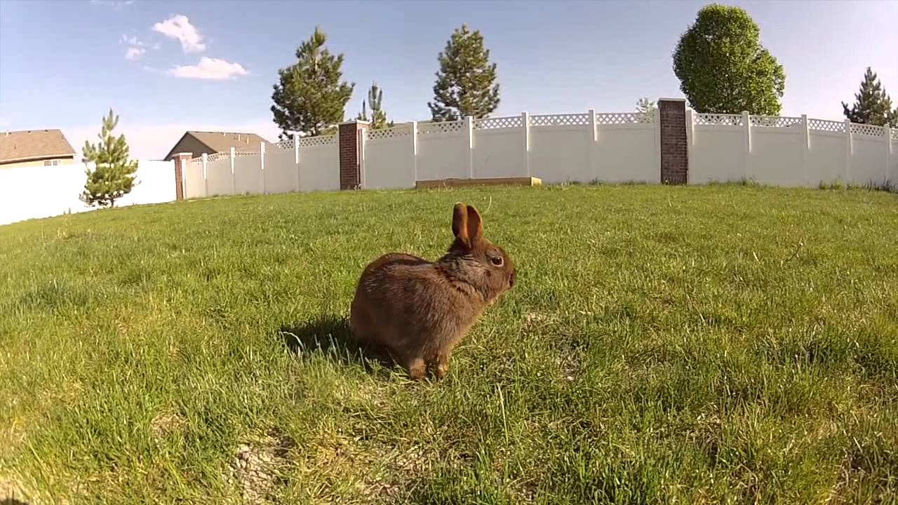 The beagle and the rabbit - YouTube