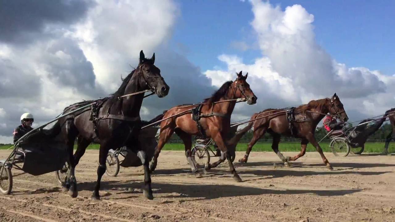 Entrainement Paul Hagoort - International Racing Stables