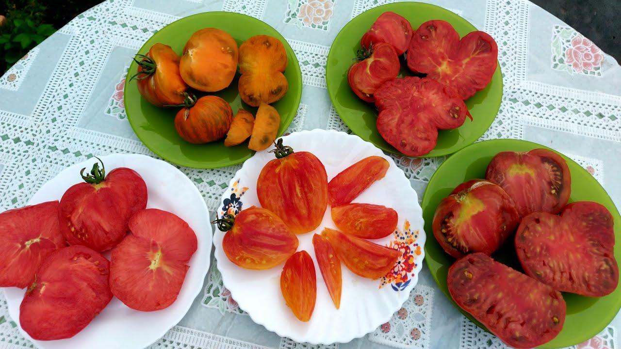 20.ДЕГУСТАЦИЯ ВКУСНЕЙШИХ ТОМАТОВ. Август 2025 год