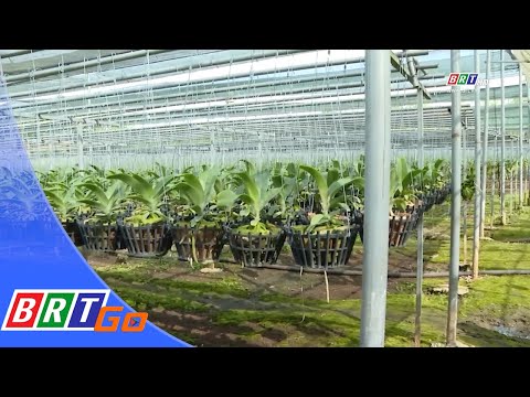 Video Thời tiết bất lợi cho hoa lan vụ Tết Tân Sửu 2021 |... - youtube