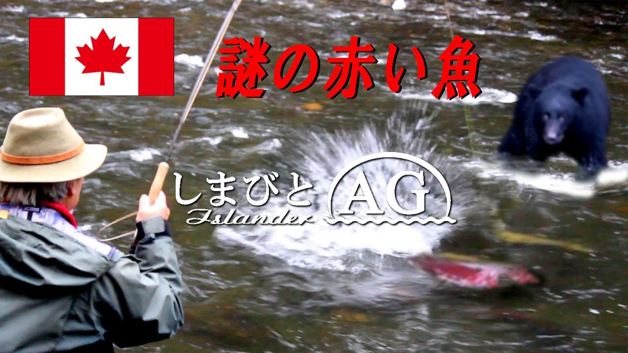 【カナダ田舎暮らし】【熊】フライフィッシングで釣る謎の赤い魚 | カナダの清流に群れる謎の赤い鮭は、ベニザケではない意外な○○○○サーモンだった | 野生動物クマ、ブラックベアーもサケ捕獲に忙しい秋