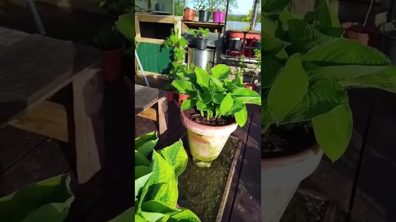 Slug & Snail defence for Hostas 