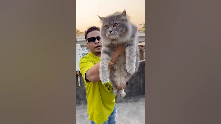 Video 11579971: russian blue persian cat, persian cat low, cat pets