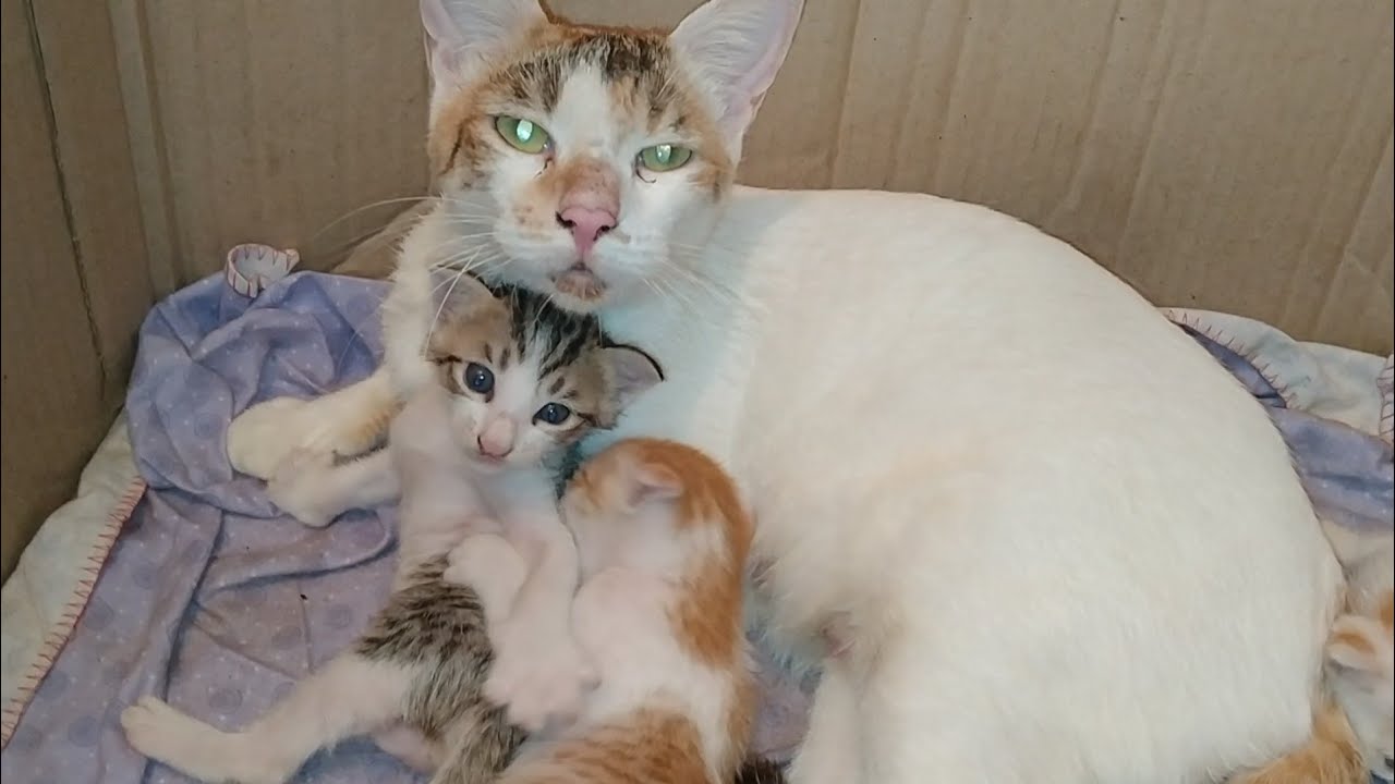 Mother Cat Grooming Orphan Kitten In Her First Meeting || Kitten Showing Love For Mother Cat ||