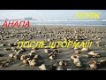 Анапа.Пляж ЧЕРНОГО МОРЯ! ПОСЛЕ ШТОРМА,РАПАНОВ ВЫНЕСЛО НА БЕРЕГ!ГУЛЯЕМ И СОБИРАЕМ РАПАНОВ!