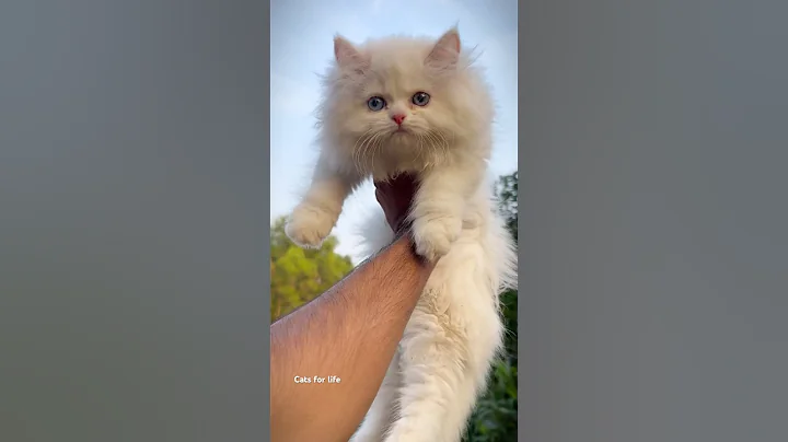 Watch the video about Persian Cats for life | White persian cat | Odd eyes kittens | Cats for sale | Cats for life | cats
