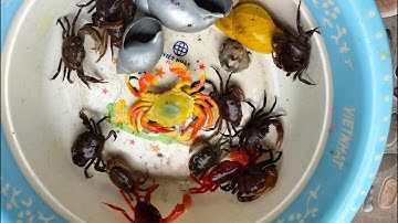 Binbotv bắt các con vật trên sân con cua đỏ, con cua, con ốc sên,con lươn , con cá vàng.