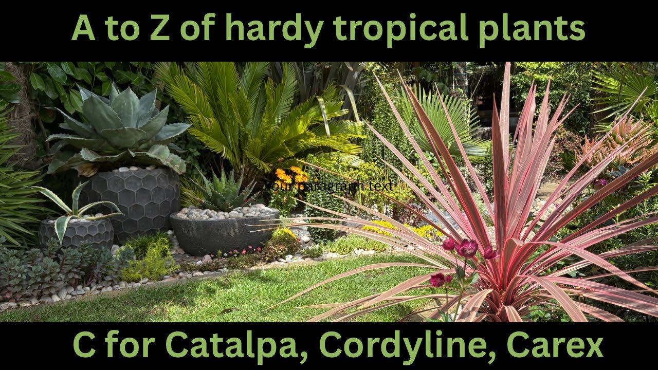 Hardy Tropical Plants for Colder Climates: Catalpas, Cordylines, and Carex Grasses