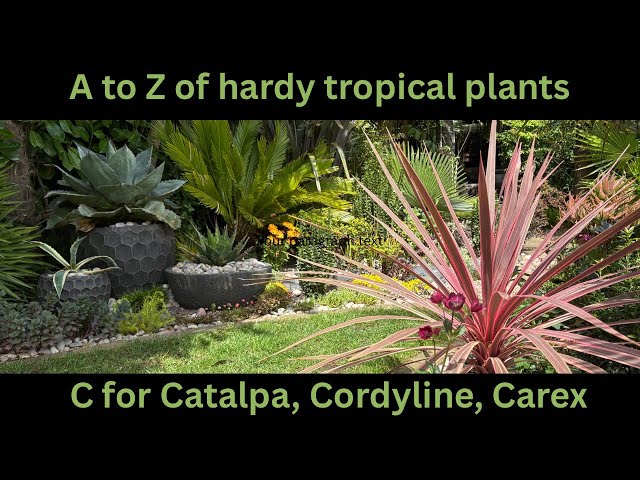 A-Z of hardy tropical style plants. Part 3. - YouTube