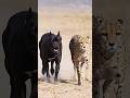 CANE CORSO 🐕 vs CHEETAH 🐆 | Speed vs Power 😱 | Who Wins This Race?
