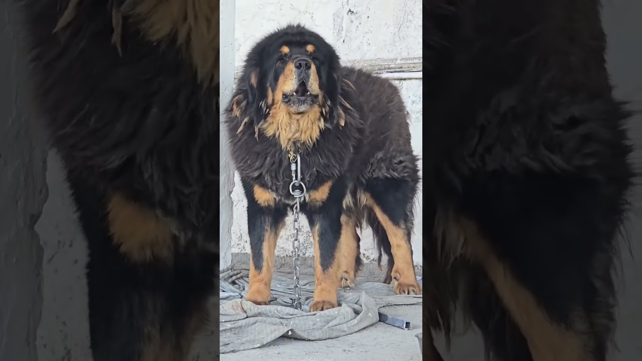 Bhotia Dog Is Uttarakhand Tiger 