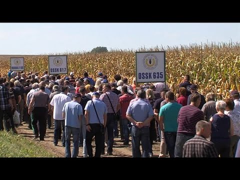 Video: Kukuruz. Karakteristike I Uvjeti Uzgoja