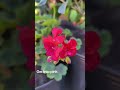 Gerânio pink#geranios#nojardim#coleçao #fypシ
