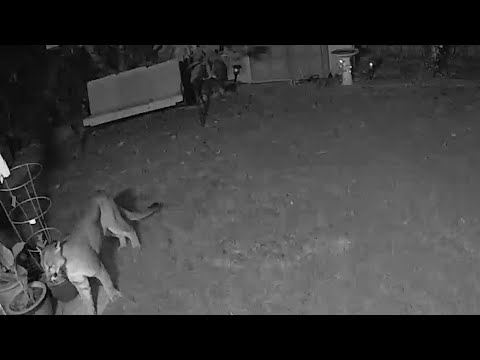 Another mountain lion