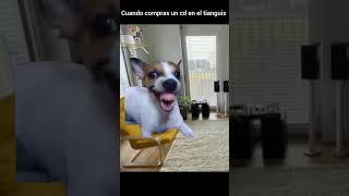 Dogserker compra un disco en el tianguis