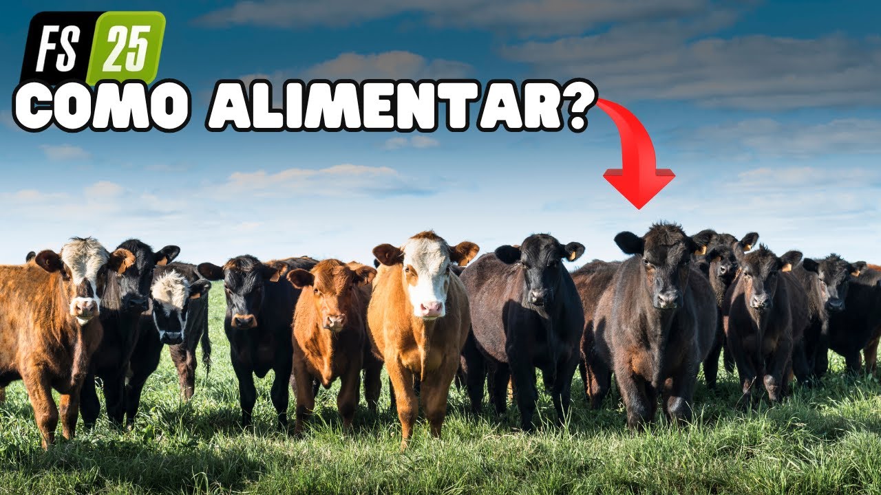 Como alimentar as vacas no FS25?