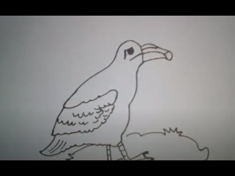 How to Draw a Albertus Bird
