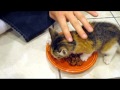 Kitten VERY Protective of her Food