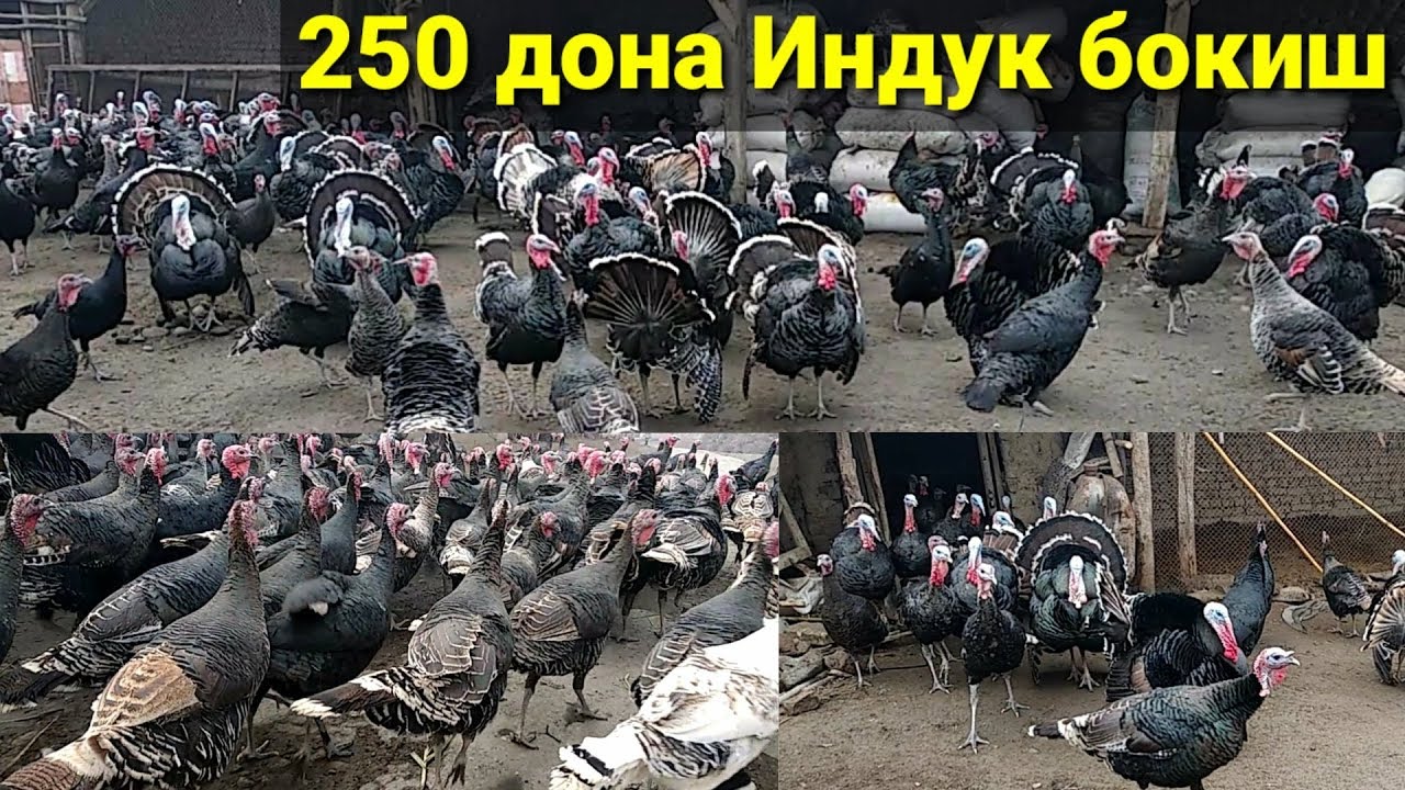 Гулигули ёки Индук бокиш бизнеси 20млн даромад