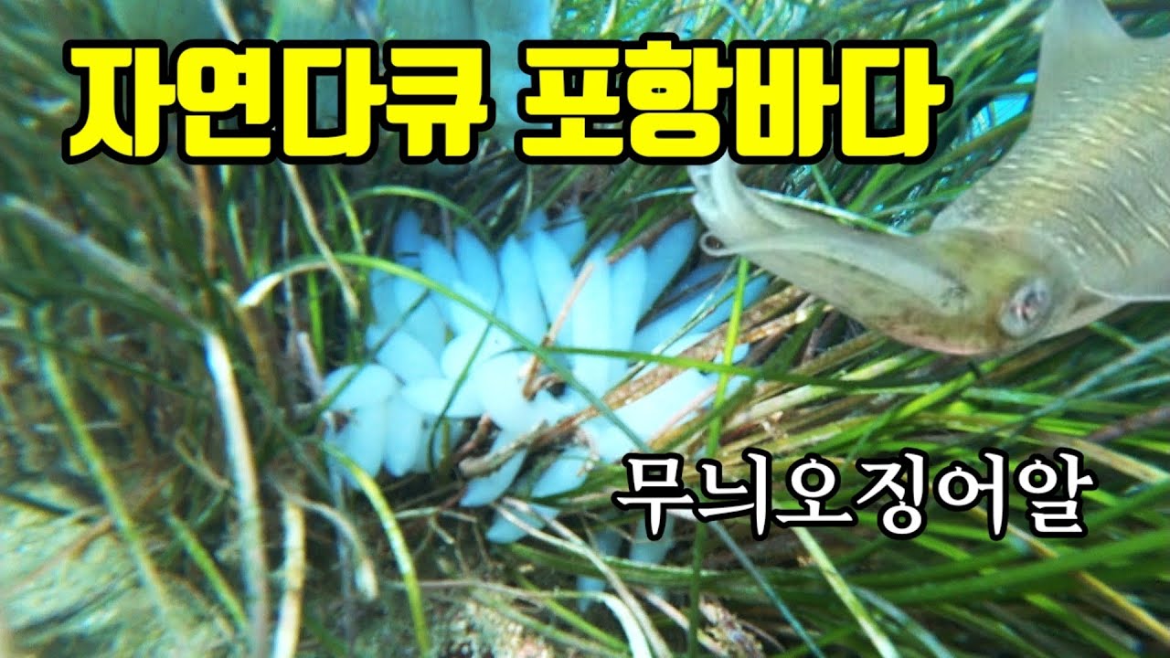 포항바다 8월 수중다큐 신기한 바다속 무늬오징어알