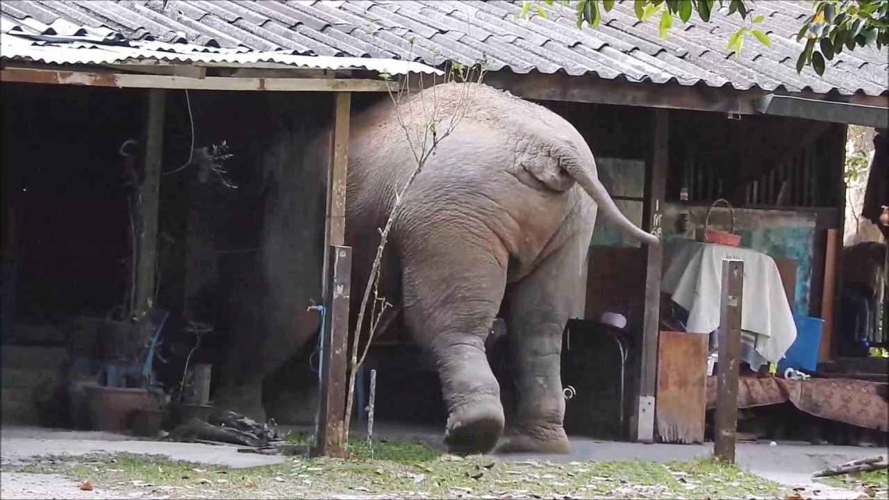 Гигантские животные проникают в дома!